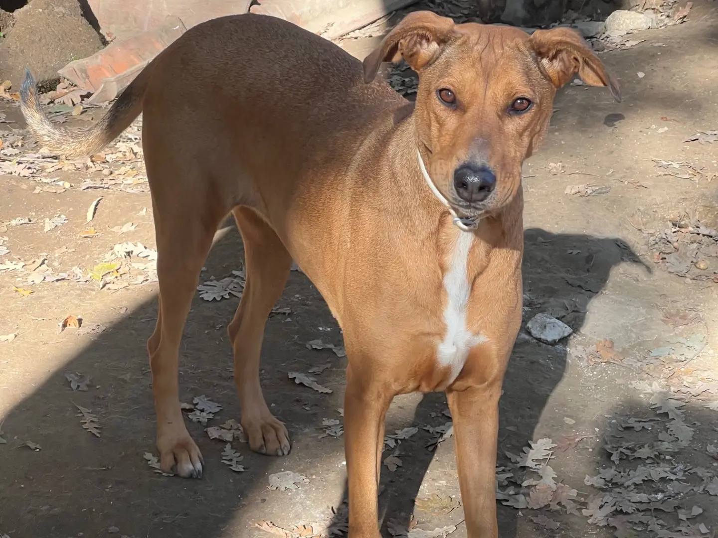 Vuoi adottare un cane a Roma?