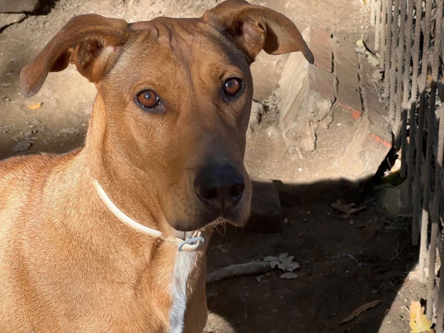 Adozione cane, femmina, Razza sconosciuta Razza sconosciuta, 6 anni e 10 mesi, taglia grande, Roma