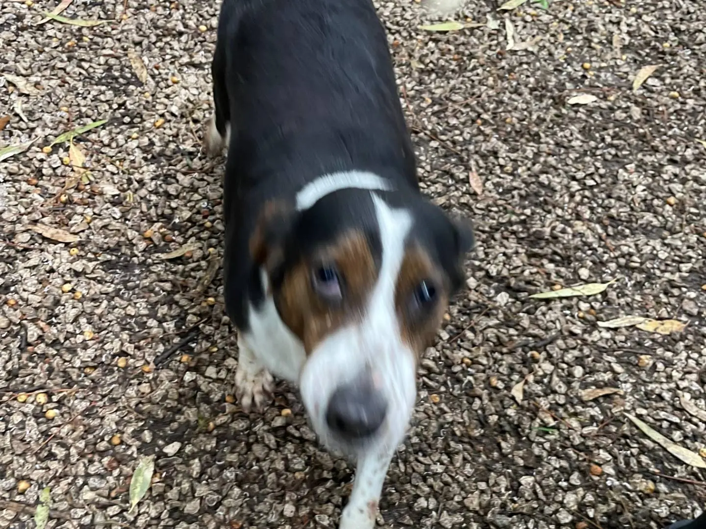 Adozione cane, femmina, Razza sconosciuta Razza sconosciuta, 4 anni e 8 mesi, taglia media contenuta, Latina