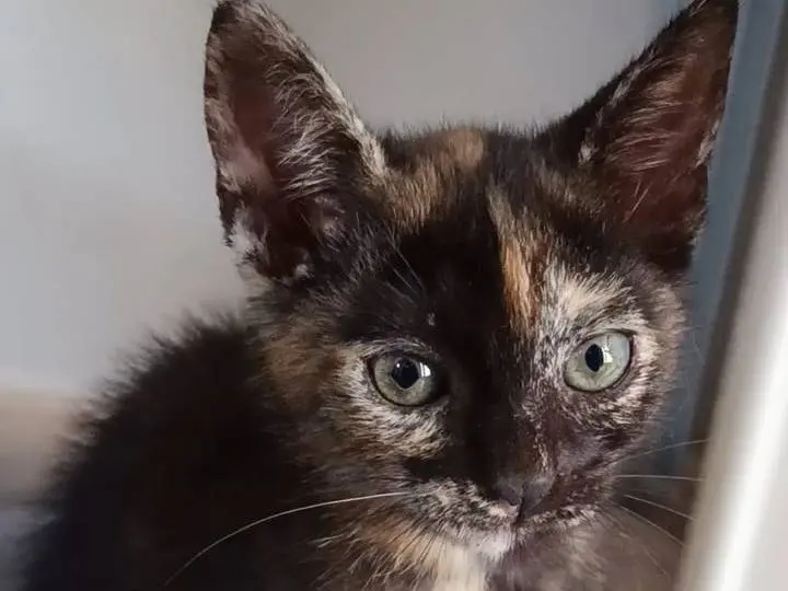Adotta un gatto, taglia non valida, femmina, Bari