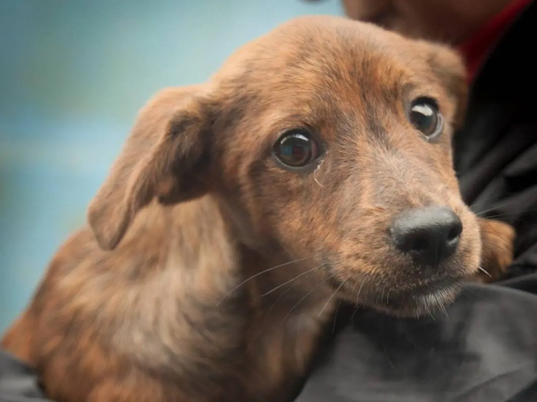 Adotta un cane, femmina, 3 mesi, Frosinone