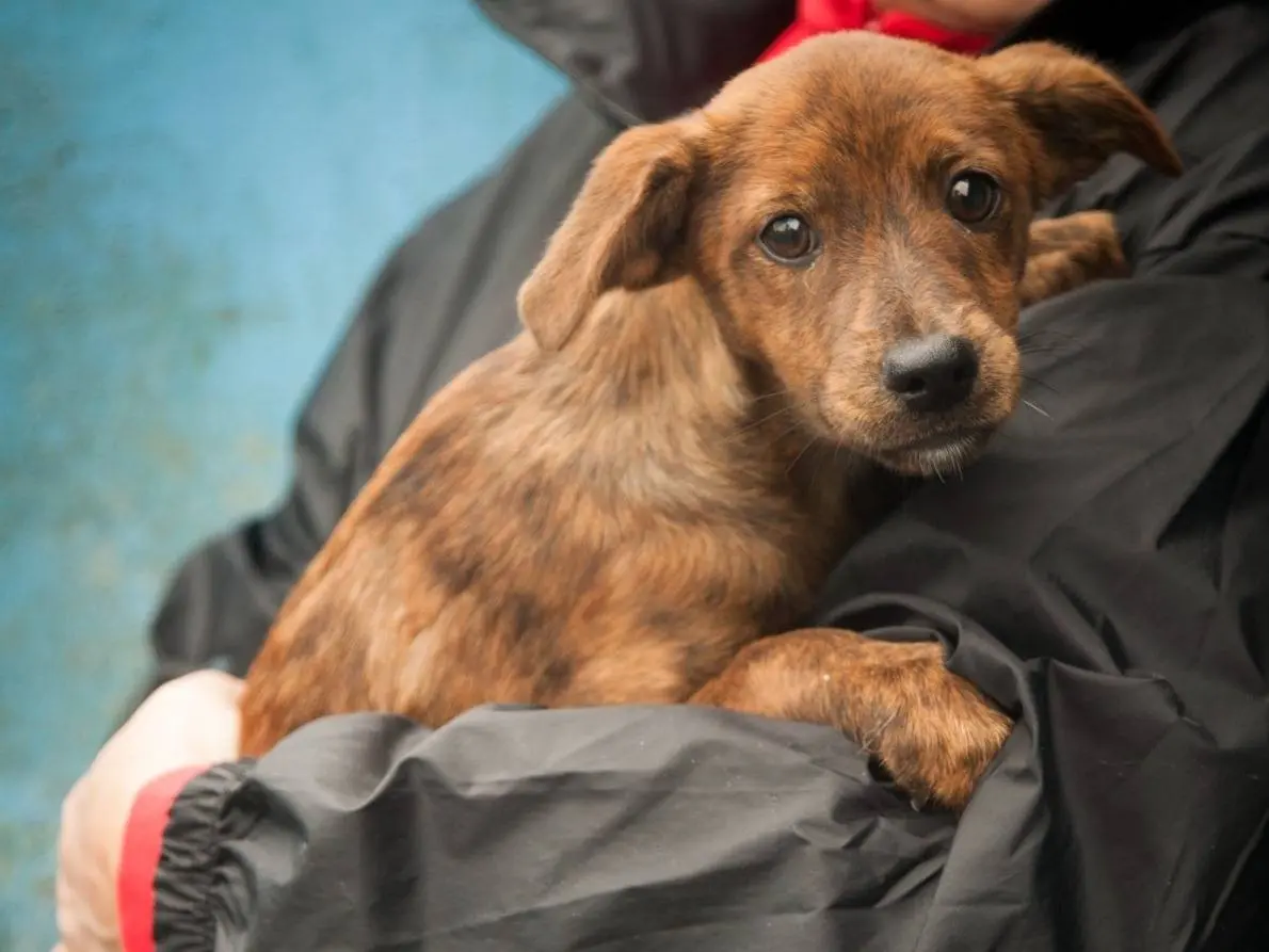 Adozione cane, femmina, Razza sconosciuta Razza sconosciuta, 3 mesi, taglia media contenuta, Frosinone