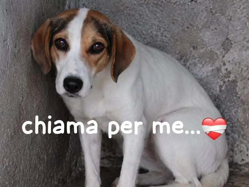 Adozione cane, femmina, Razza sconosciuta Razza sconosciuta, 4 anni e 1 mese, taglia media, Biella