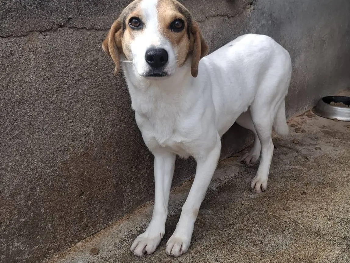 Adotta un cane, femmina, 4 anni e 1 mese, Biella