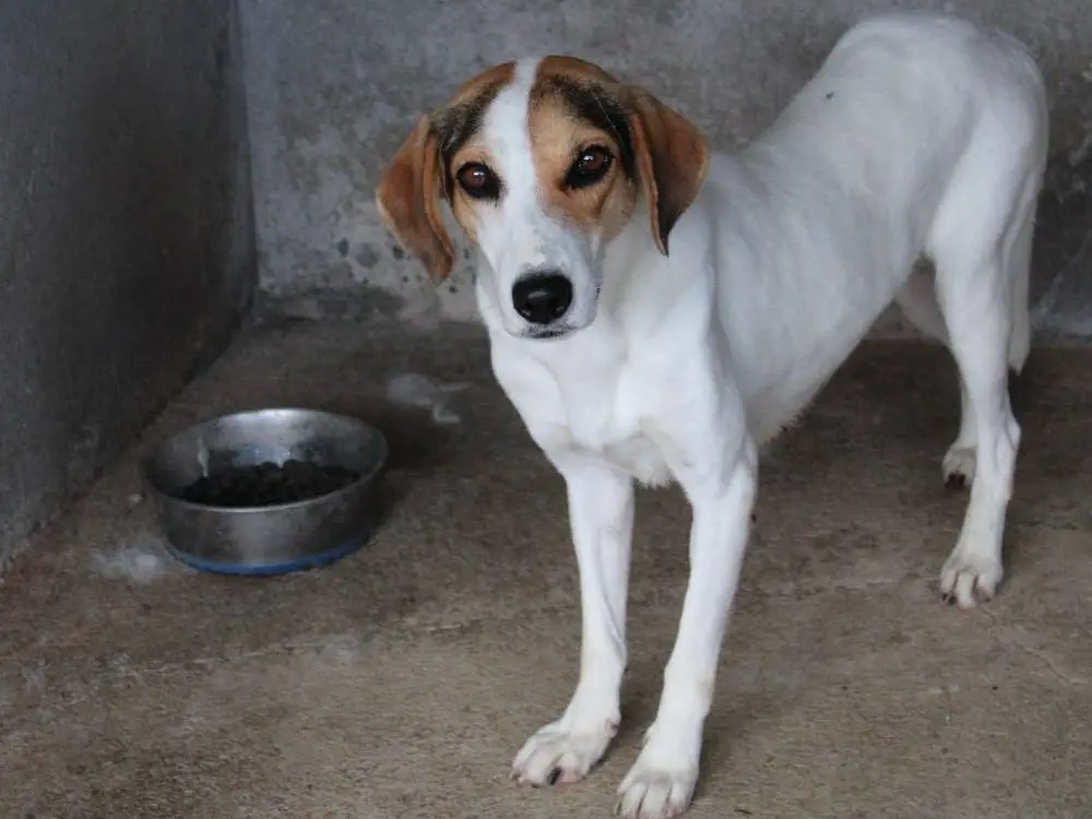 Vuoi adottare un cane a Biella?