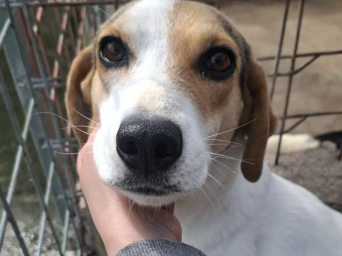 Adotta il cane Brenda a Biella