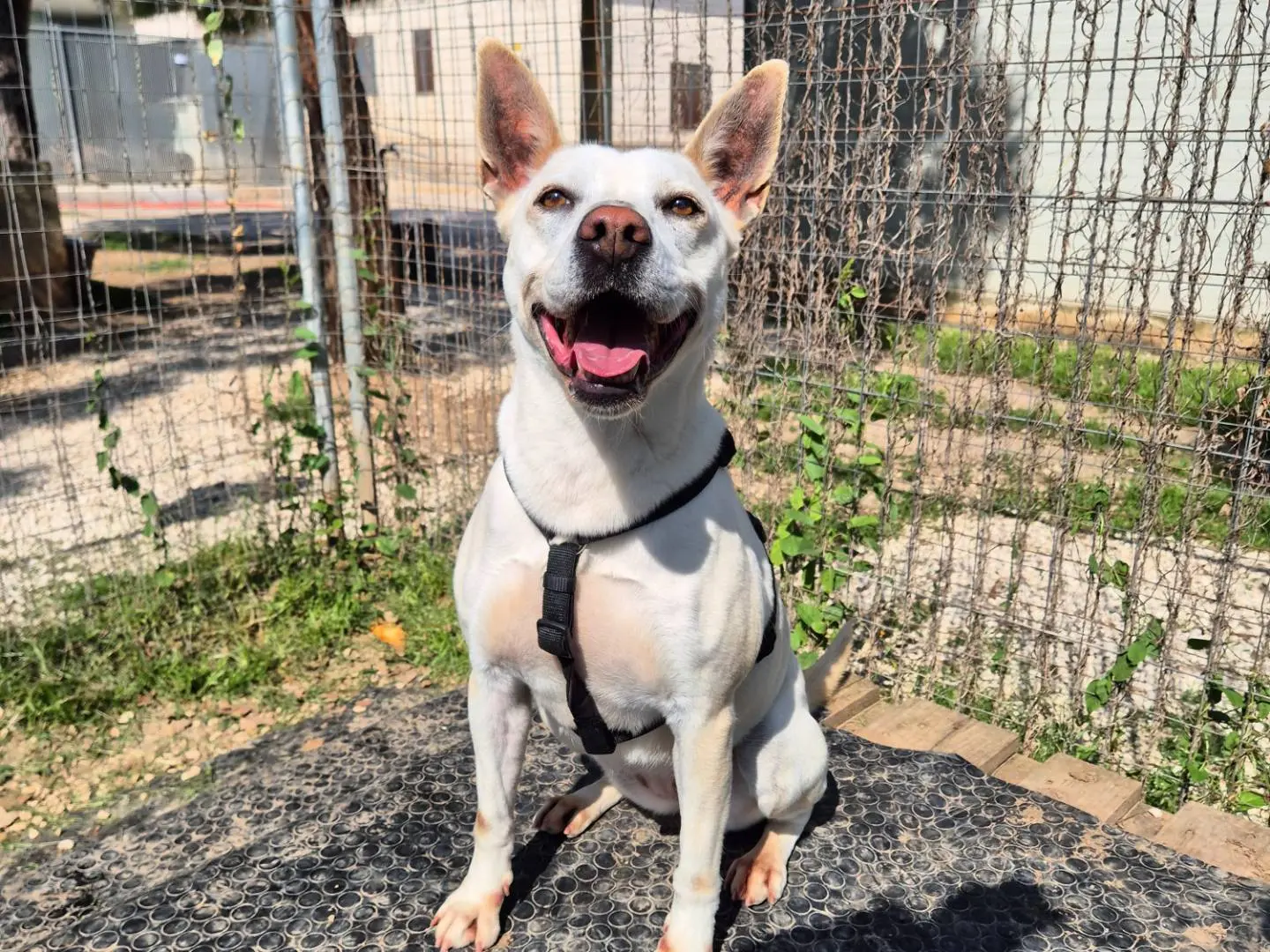 Adotta un cane, femmina, 4 anni e 6 mesi, Barletta