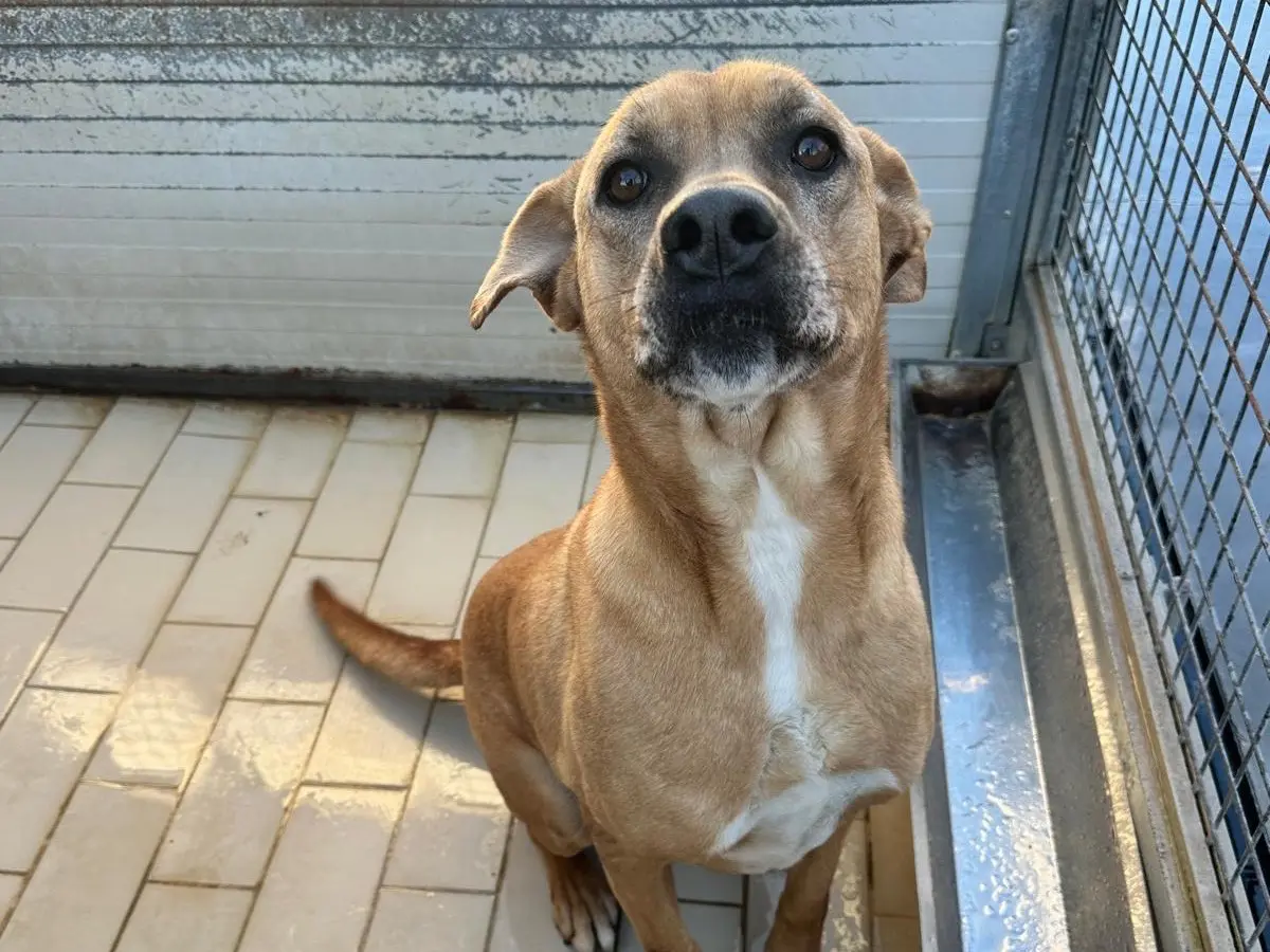 Adozione cane, maschio, Razza sconosciuta Razza sconosciuta, 6 anni e 5 mesi, taglia media, Latina