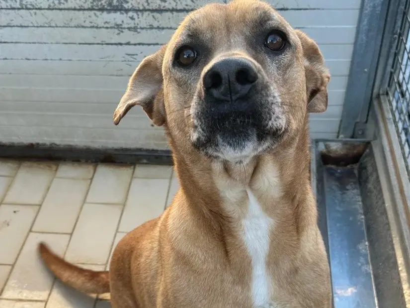 Adotta un cane, maschio, 6 anni e 5 mesi, Latina