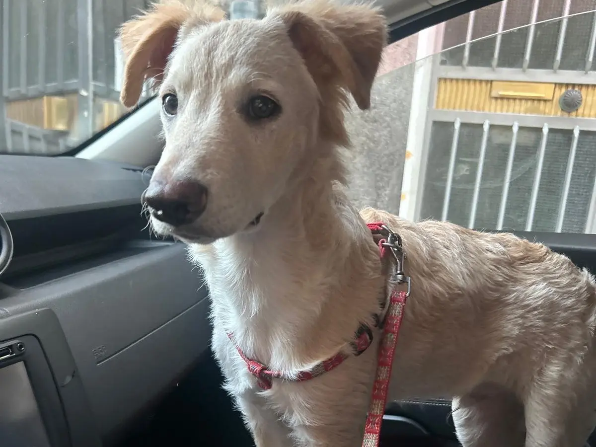 Adotta un cane, maschio, 1 anno e 11 mesi, Siracusa