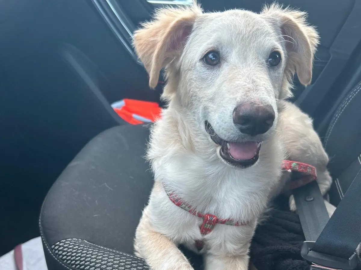 Adozione cane, maschio, Spinone Razza sconosciuta, 1 anno e 11 mesi, taglia media, Siracusa