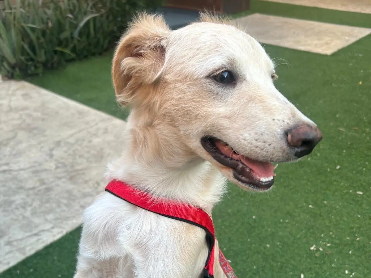 Adotta un cane, taglia media, maschio, Siracusa
