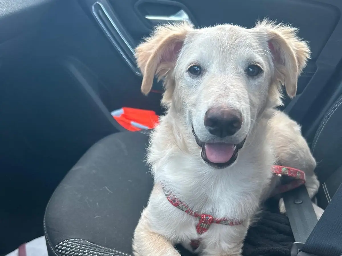 Adotta il cane Tor a Siracusa