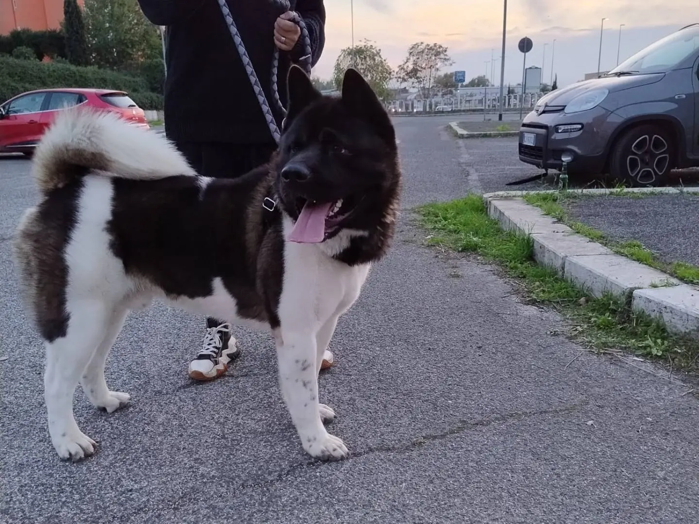 Adozione cane, maschio, Akita Razza sconosciuta, 4 anni e 5 mesi, taglia grande, Roma