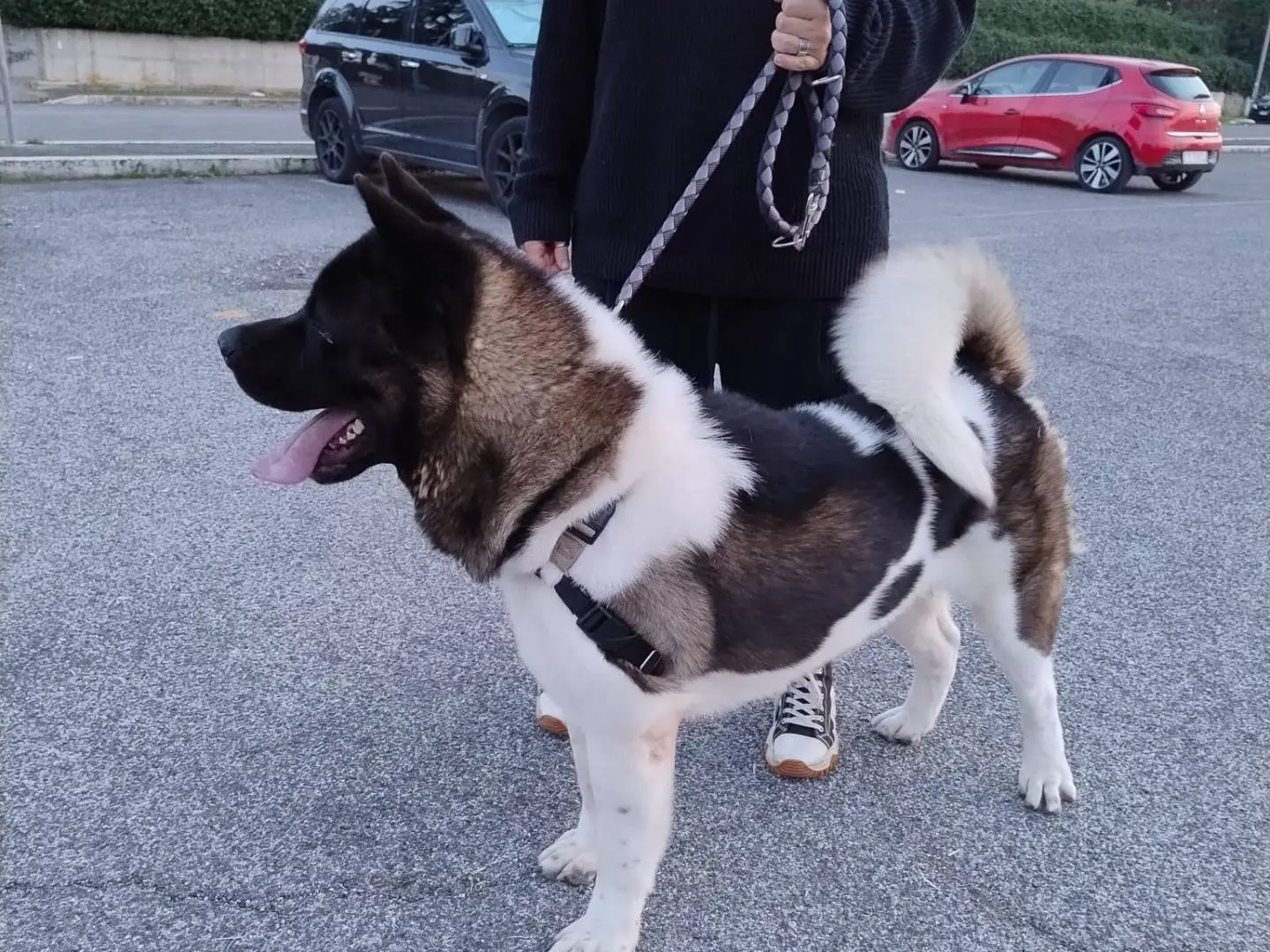 Adotta un cane, maschio, 4 anni e 5 mesi, Roma