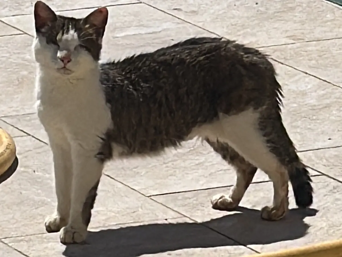 Foto 1 dell'animale