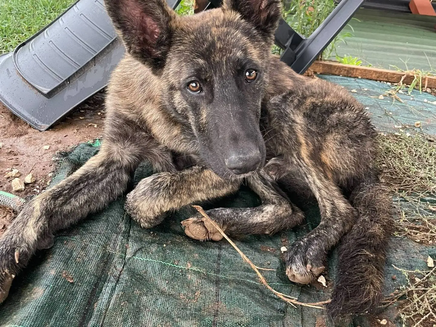 Adotta un cane, maschio, 9 mesi, Roma