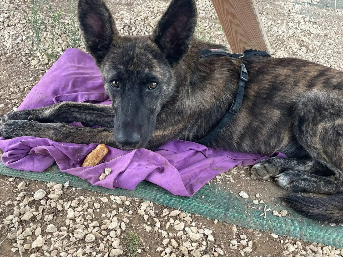 Adozione cane, maschio, Pastore Belga Malinois Pastore tedesco, 9 mesi, taglia media, Roma