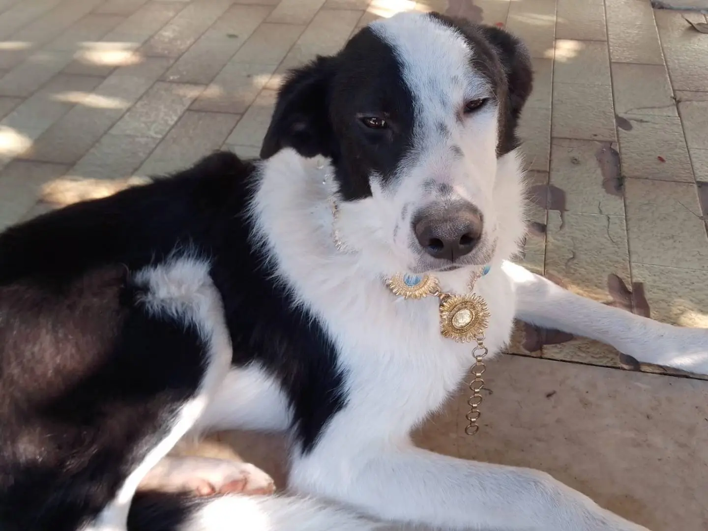 Adozione cane, maschio, Razza sconosciuta Razza sconosciuta, 2 anni e 7 mesi, taglia media, Avellino