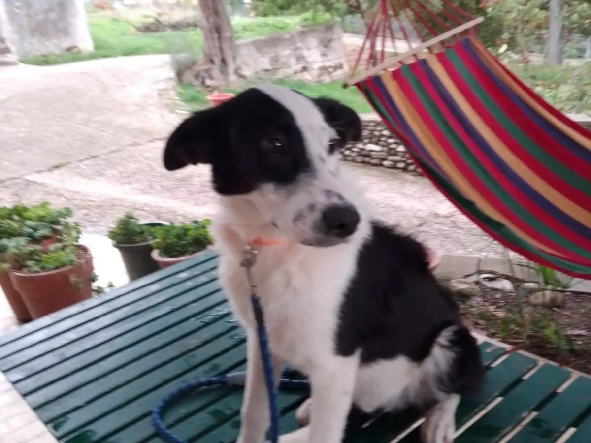 Adotta un cane, maschio, 2 anni e 7 mesi, Avellino