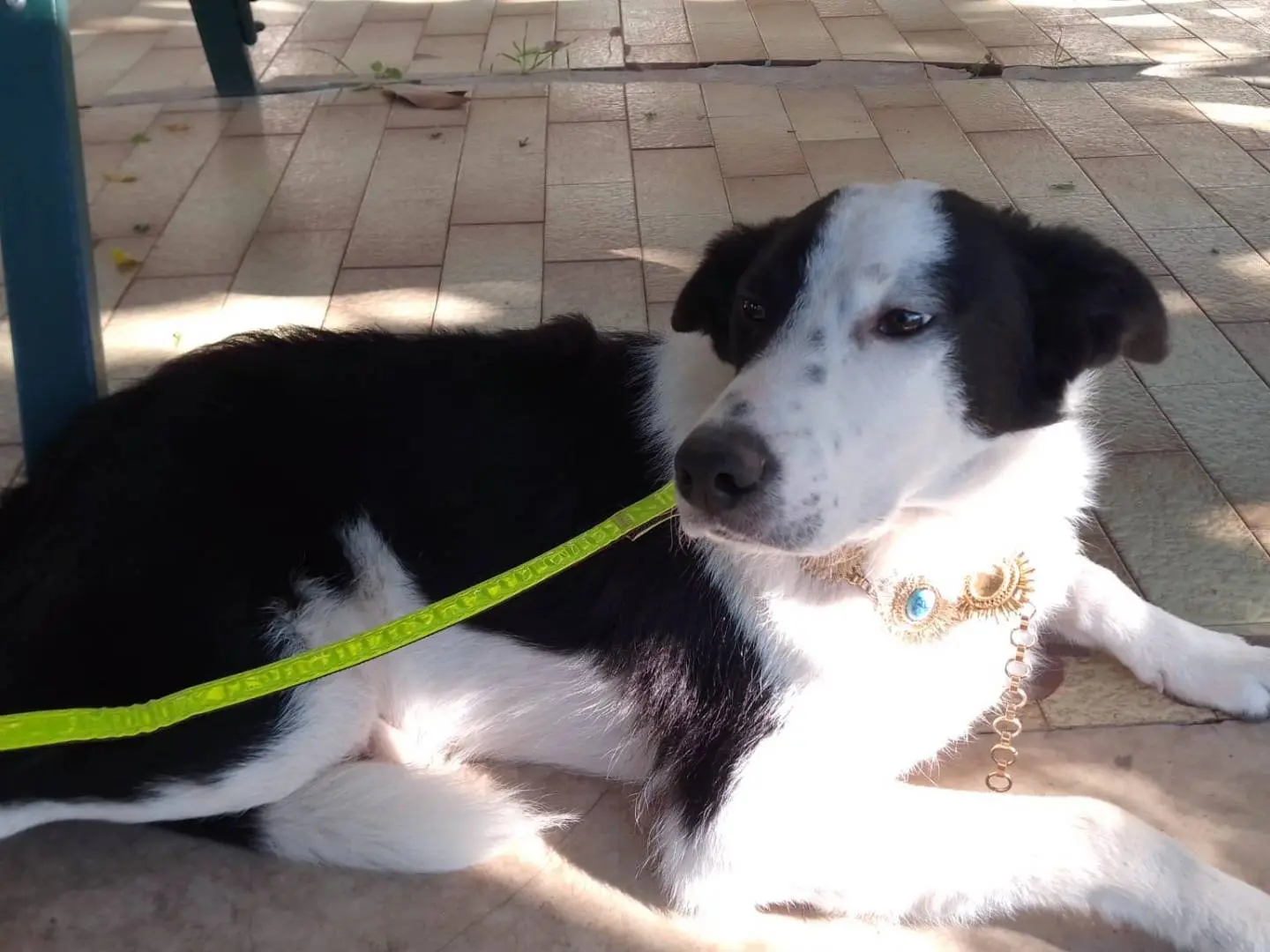 Vuoi adottare un cane a Avellino?