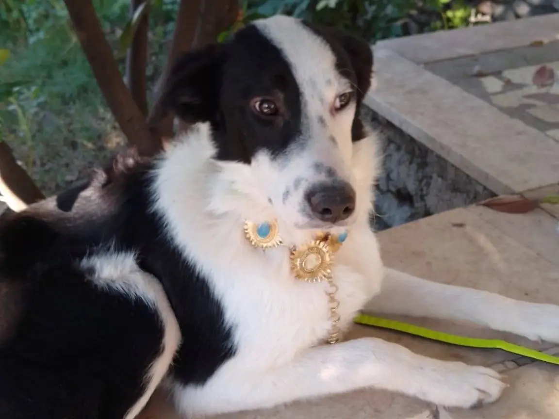 Adotta il cane GREGORY a Avellino