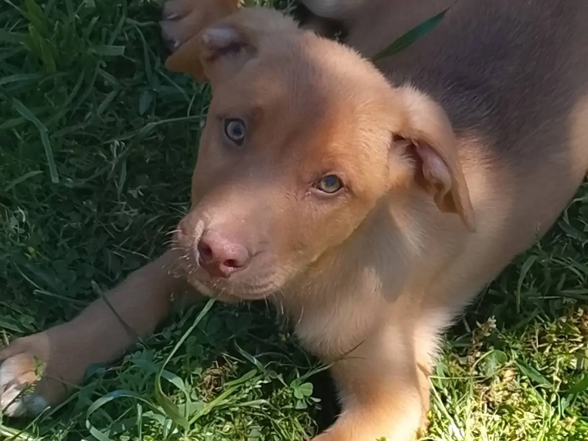 Adozione cane, maschio, Pitbull Razza sconosciuta, 8 mesi, taglia media, Siracusa