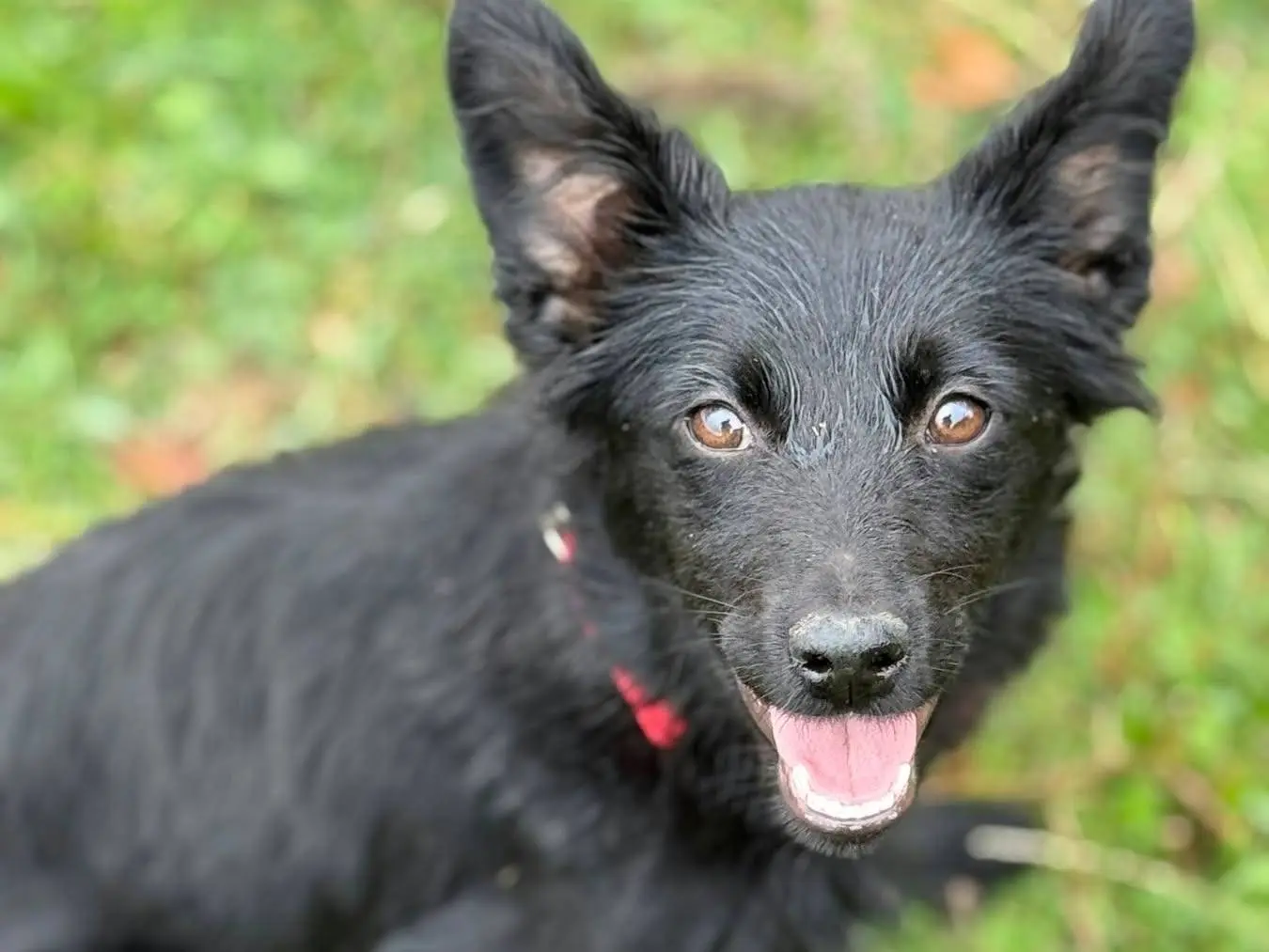 Vuoi adottare un cane a Firenze?