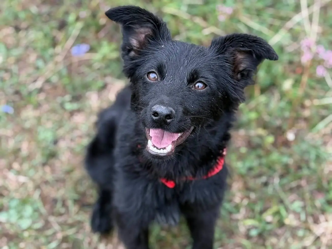 Adotta il cane GEMMA a Firenze