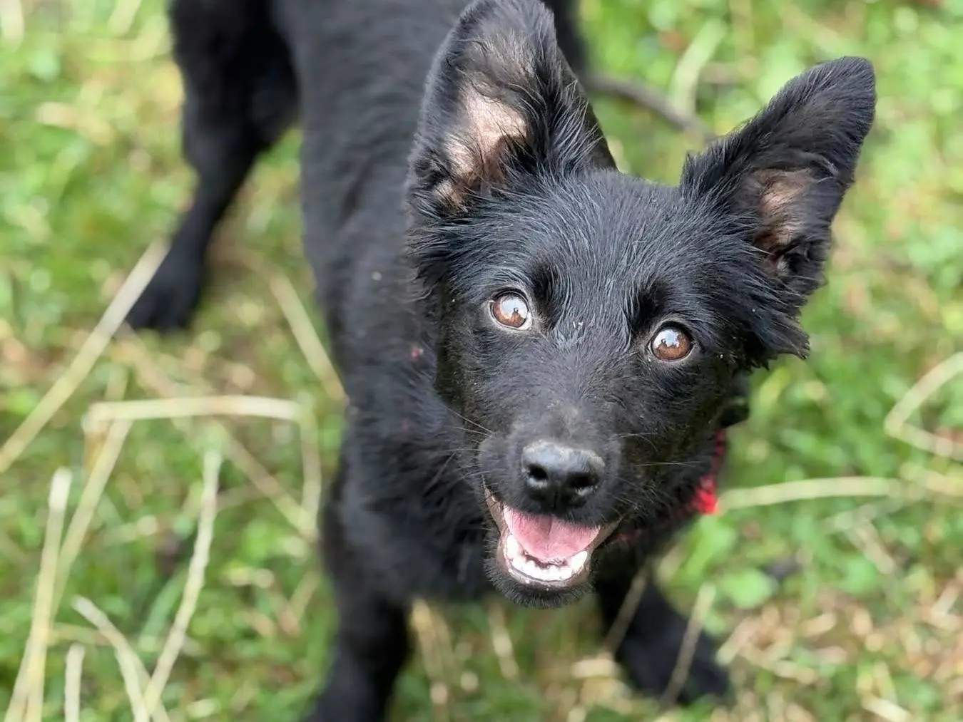 Adozione cane, femmina, Razza sconosciuta Razza sconosciuta, 5 mesi, taglia piccola, Firenze