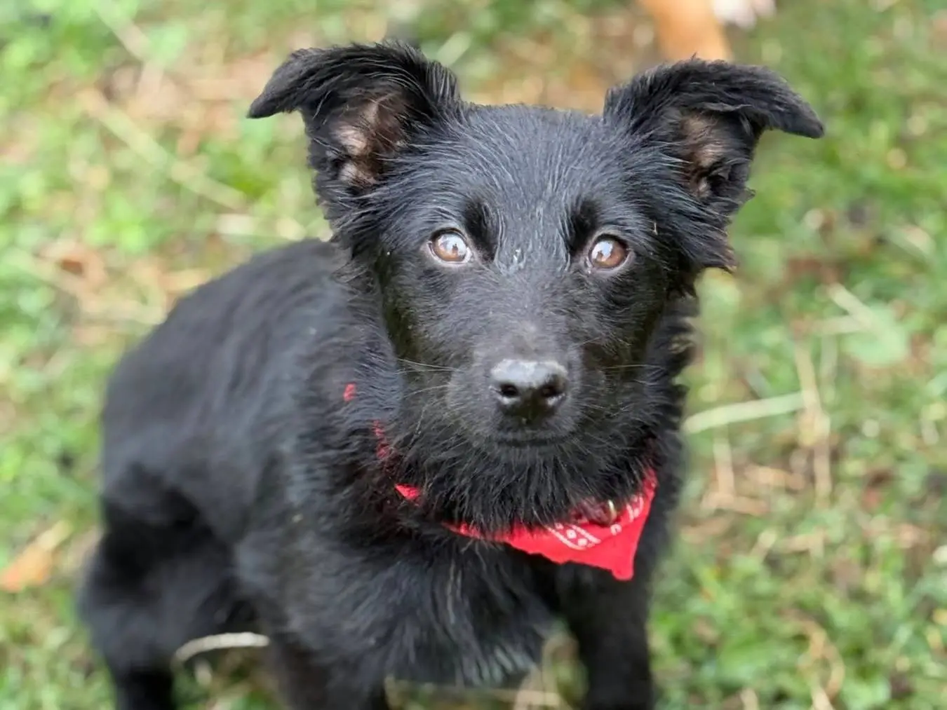 Adotta un cane, femmina, 5 mesi, Firenze