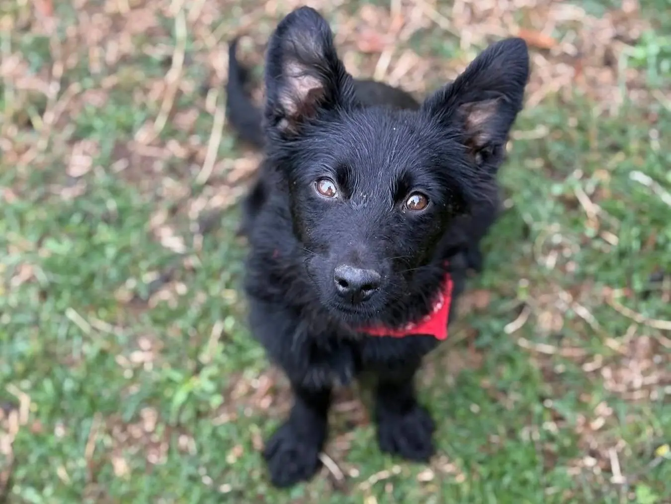 Adotta un cane, taglia piccola, femmina, Firenze