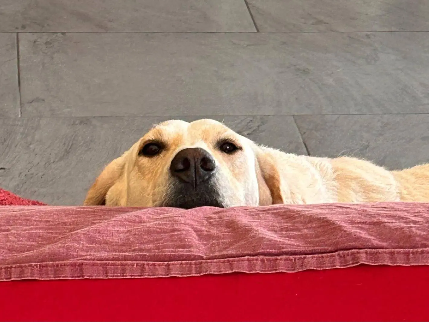 Adotta un cane, maschio, 2 anni e 6 mesi, Bologna