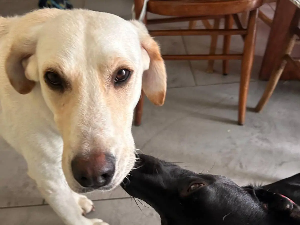 Vuoi adottare un cane a Bologna?