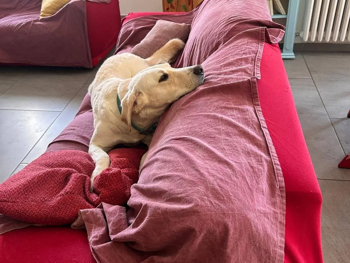 Adotta un cane, taglia grande, maschio, Bologna