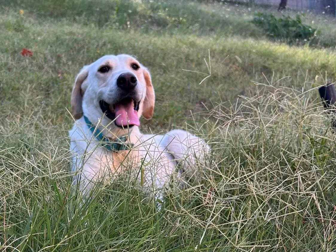Adozione cane, maschio, Razza sconosciuta Razza sconosciuta, 2 anni e 6 mesi, taglia grande, Bologna