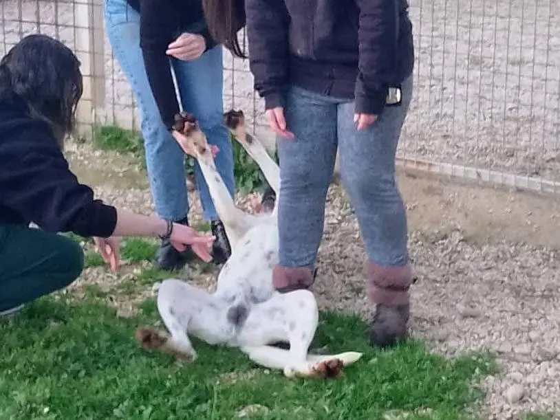 Vuoi adottare un cane a Siracusa?