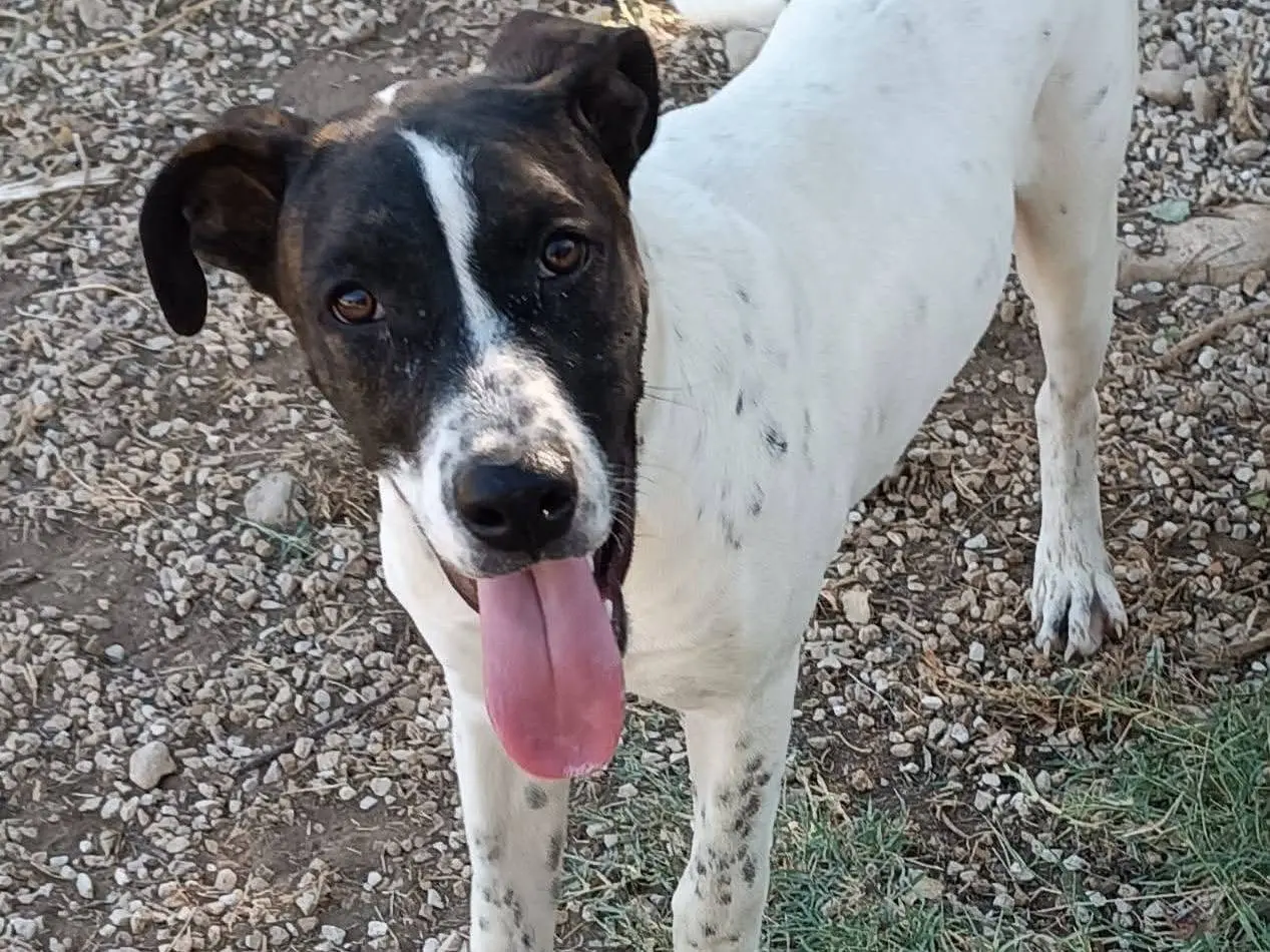 Adotta un cane, taglia media, maschio, Siracusa