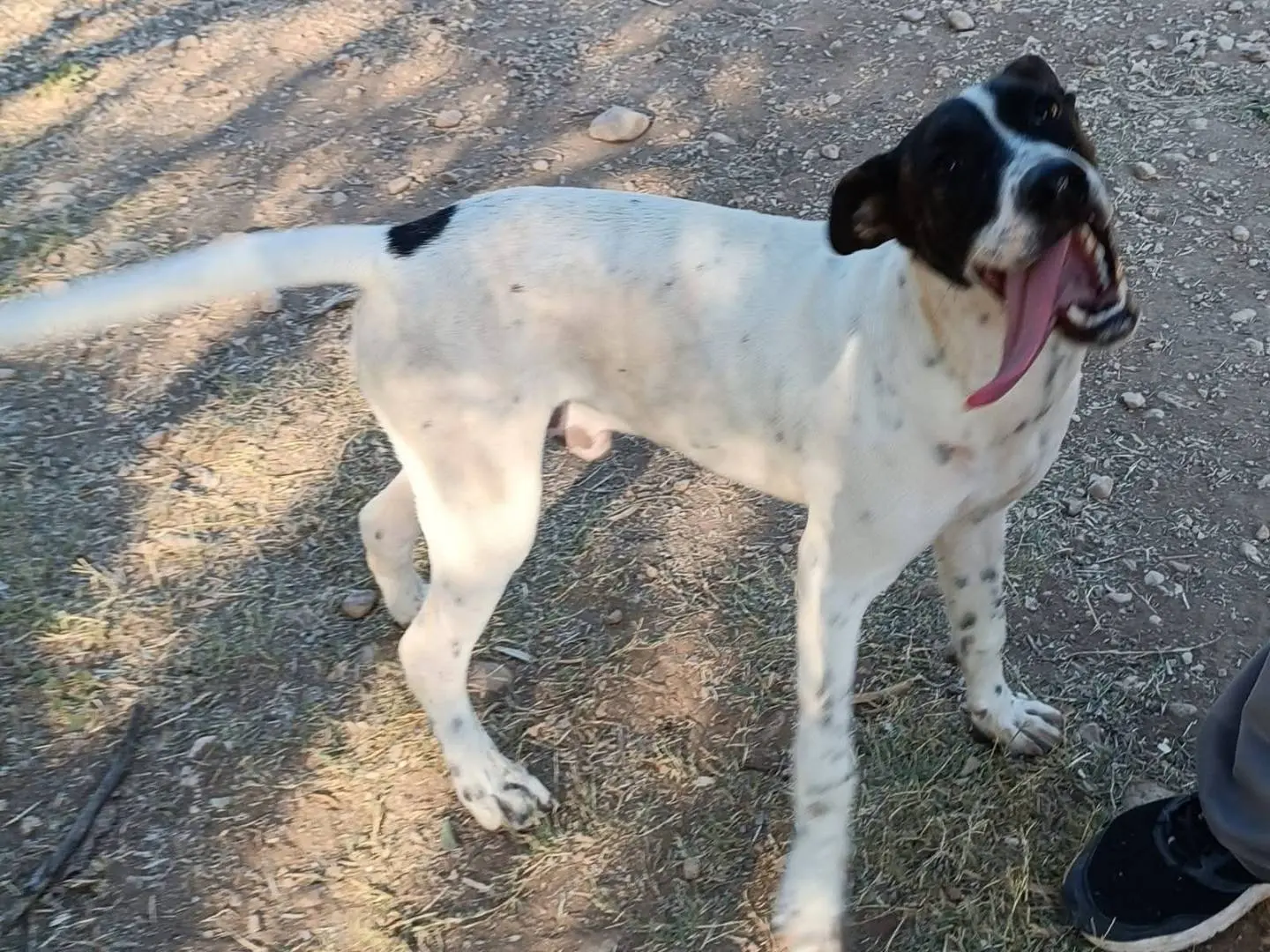 Adotta un cane, maschio, 1 anno e 7 mesi, Siracusa