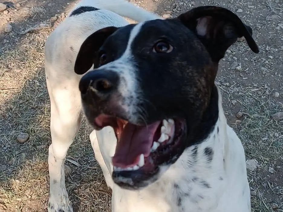 Adozione cane, maschio, Razza sconosciuta Razza sconosciuta, 1 anno e 7 mesi, taglia media, Siracusa