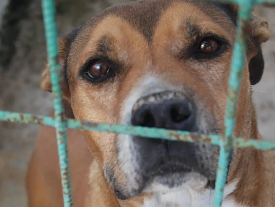 Adozione cane, femmina, Razza sconosciuta Razza sconosciuta, 11 anni e 4 mesi, taglia media, Crotone