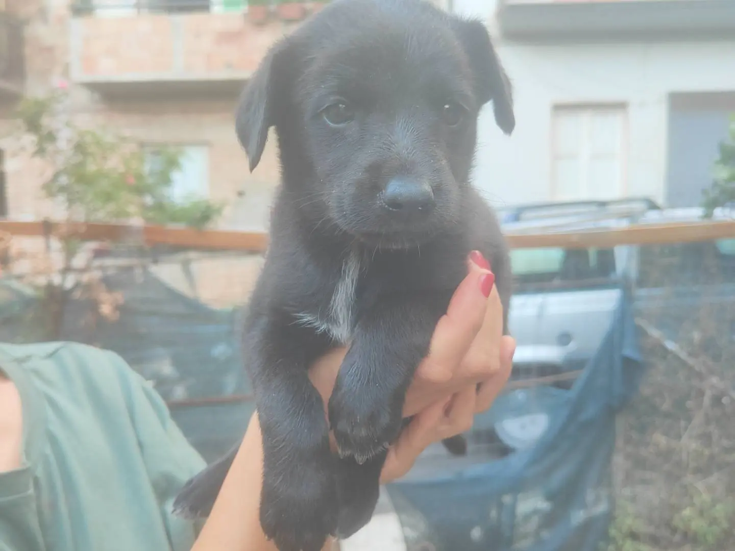 Adotta un cane, taglia media contenuta, femmina, Vibo
