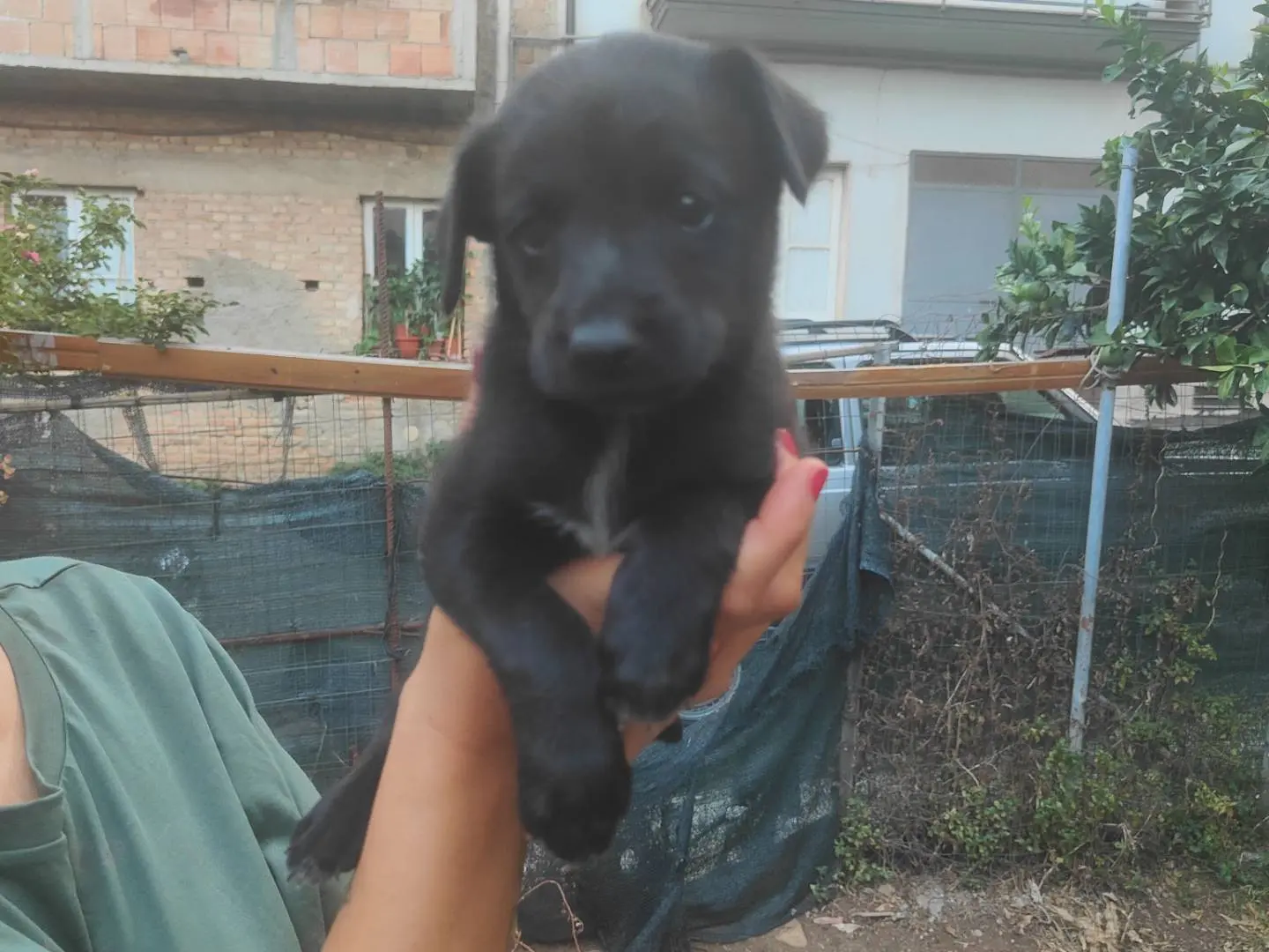 Adotta un cane, femmina, 4 mesi, Vibo