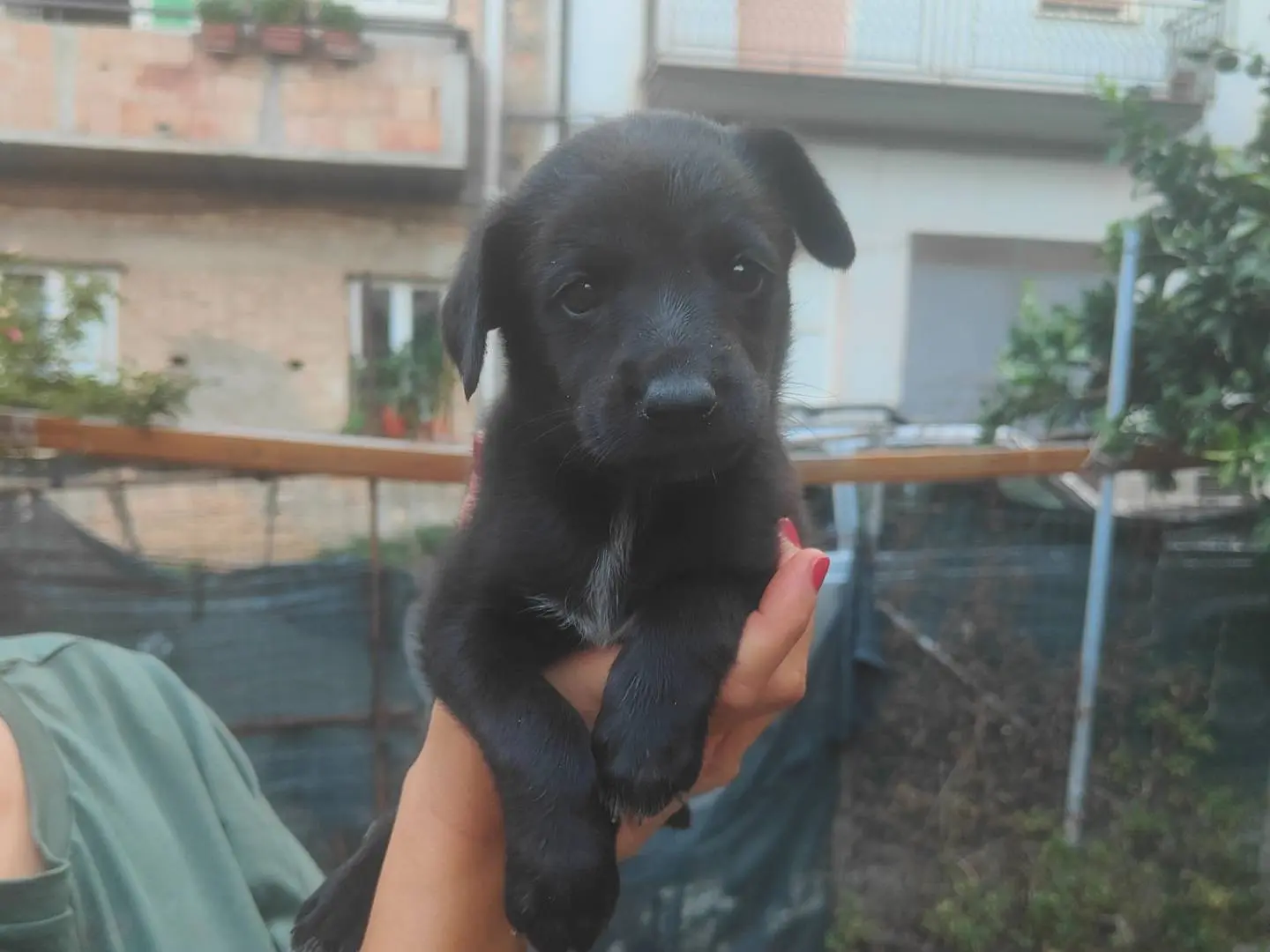 Adozione cane, femmina, Razza sconosciuta Razza sconosciuta, 4 mesi, taglia media contenuta, Vibo