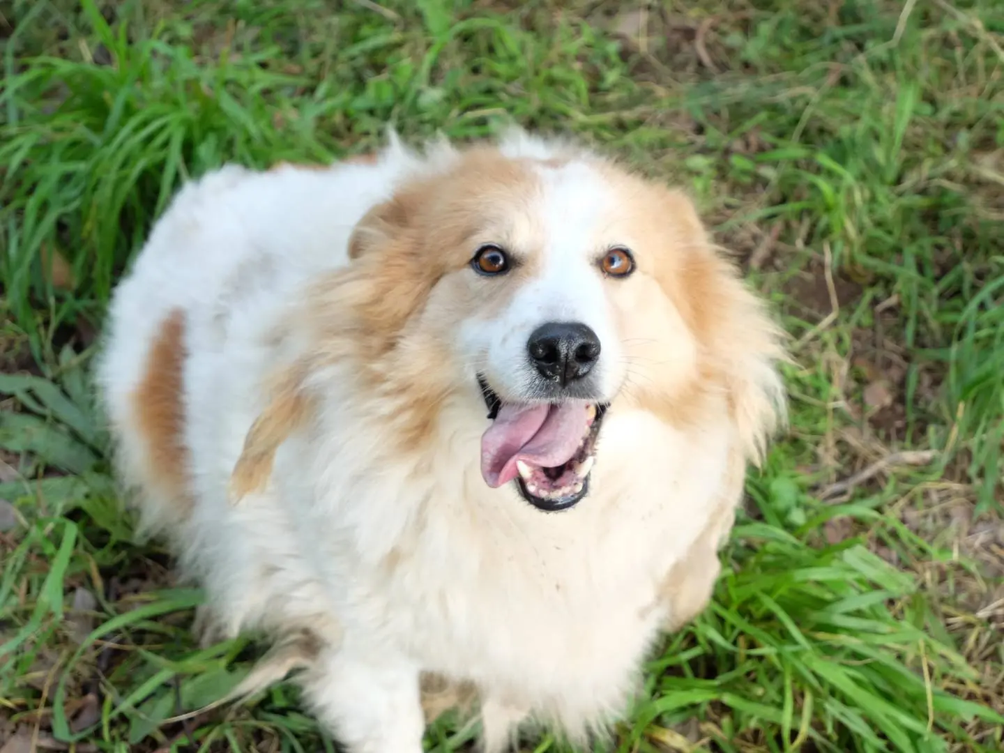 Adozione cane, maschio, Razza sconosciuta Pembroke Welsh Corgi, 9 anni e 6 mesi, taglia media contenuta, Latina