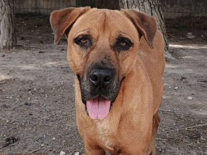 Adotta un cane, taglia media, maschio, Ragusa