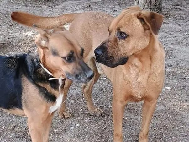 Adotta il cane Argo a Ragusa