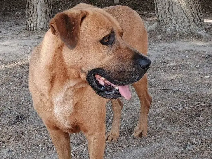 Vuoi adottare un cane a Ragusa?