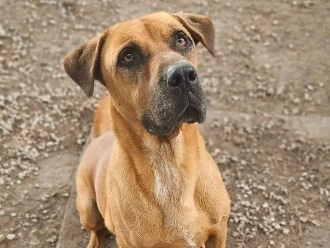 Adotta un cane, maschio, 6 anni e 9 mesi, Ragusa