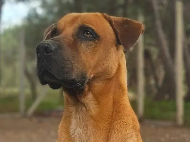 Adozione cane, maschio, Razza sconosciuta Razza sconosciuta, 6 anni e 9 mesi, taglia media, Ragusa